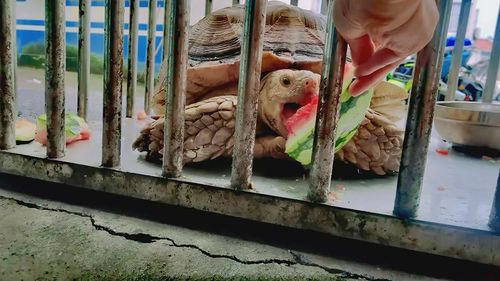 国家二级野生保护动物苏卡达陆龟在上海获救助,派出所用8424西瓜款待